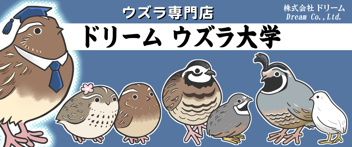 ウズラの餌（ひな）ウズラ大学#2
